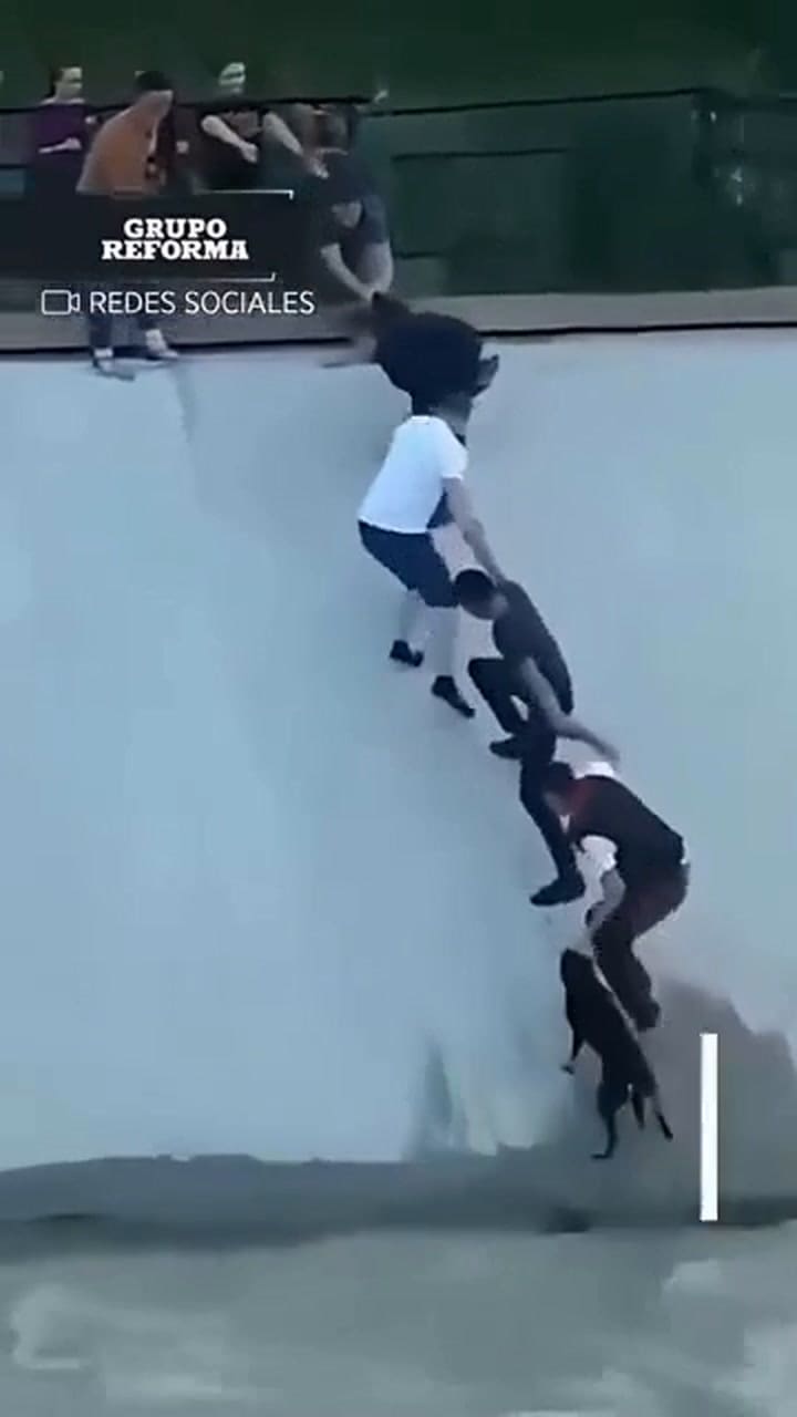 En 2016 un grupo de personas rescataron a un perro