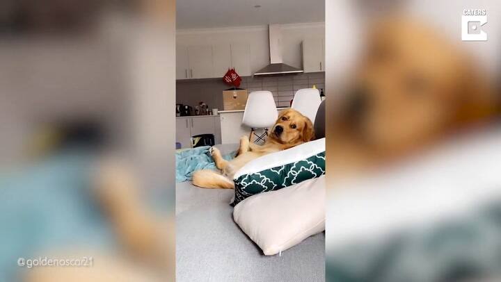 La tierna cara de confusión de este perro al ser atrapado por su dueña conmovió a las redes