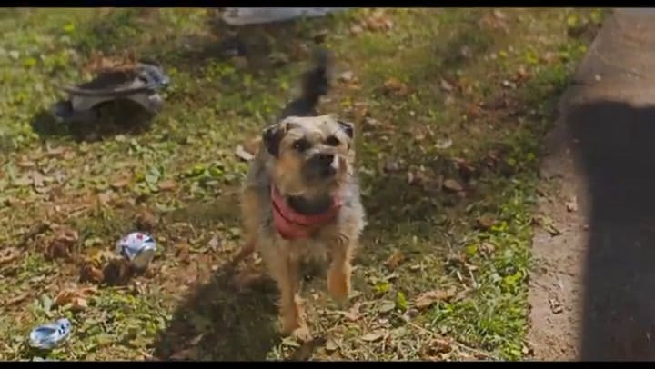 Hijos de perra, tráiler oficial