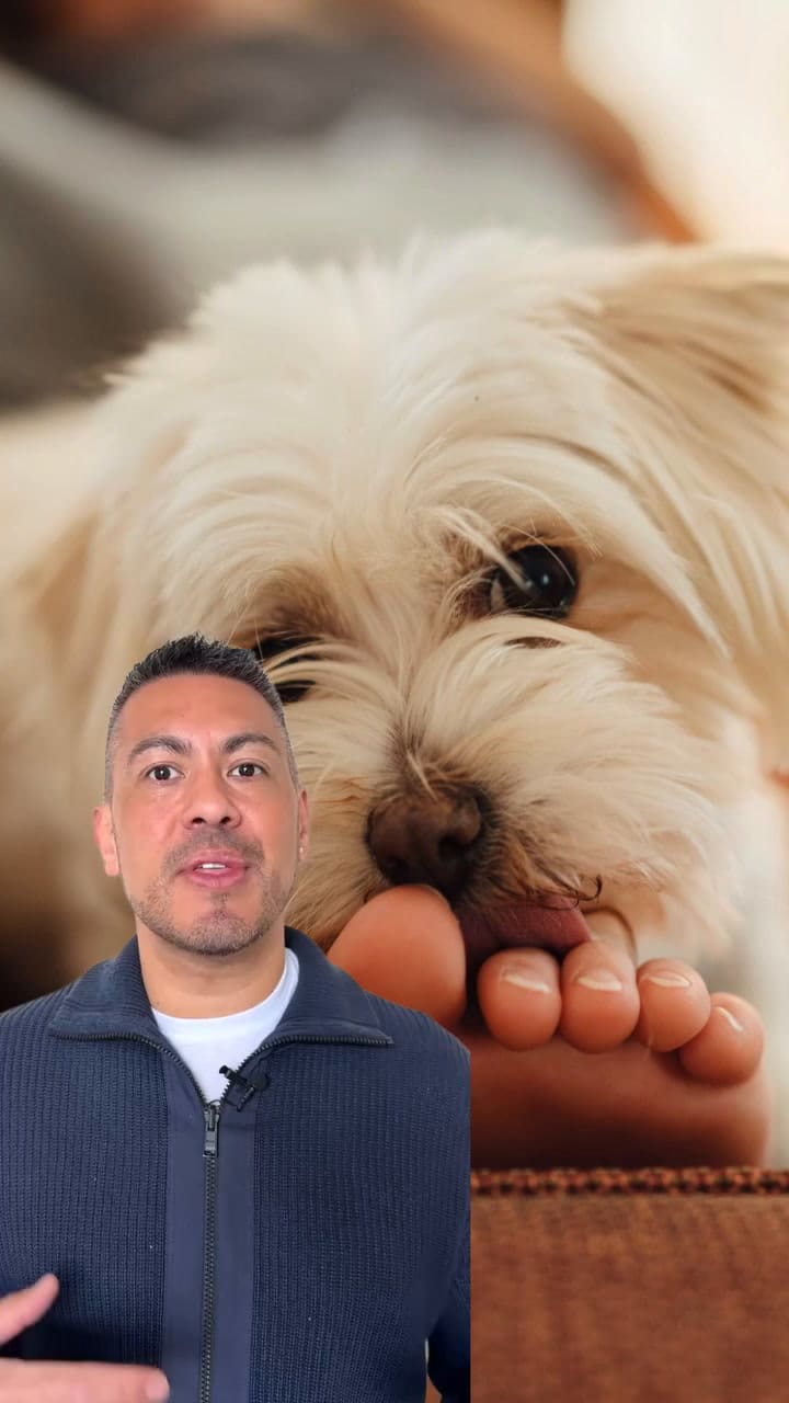 Un veterinario explica la razón por la que los perros lamen los pies