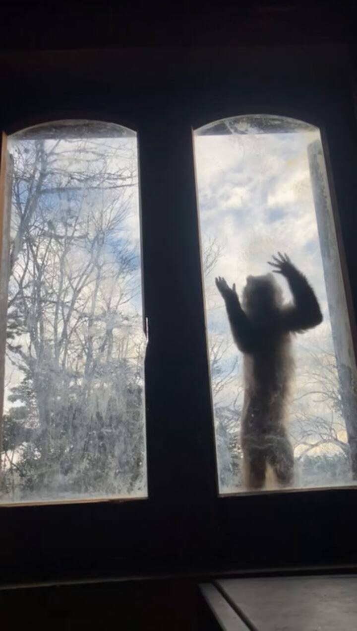 Un mono cai del santuario Proyecto Carayá golpea la ventana para que le conviden la cena