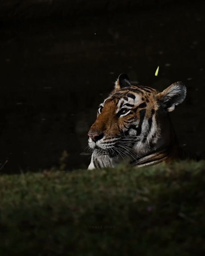 El video de la tigresa rodeada de mariposas que se volvió viral
