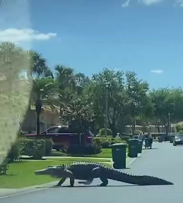 Enorme caimán cruzando la calle