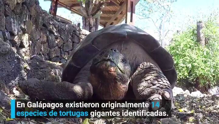 Se retira Diego, la tortuga que salvó a su especie de la extinción - Programa ONU Medio Ambiente