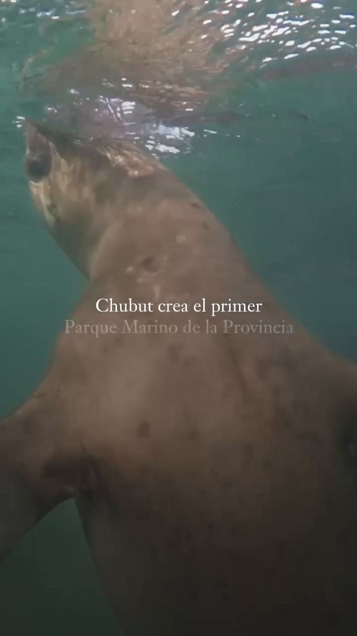 El nuevo Parque Provincial Patagonia Azul (gentileza Rewilding)