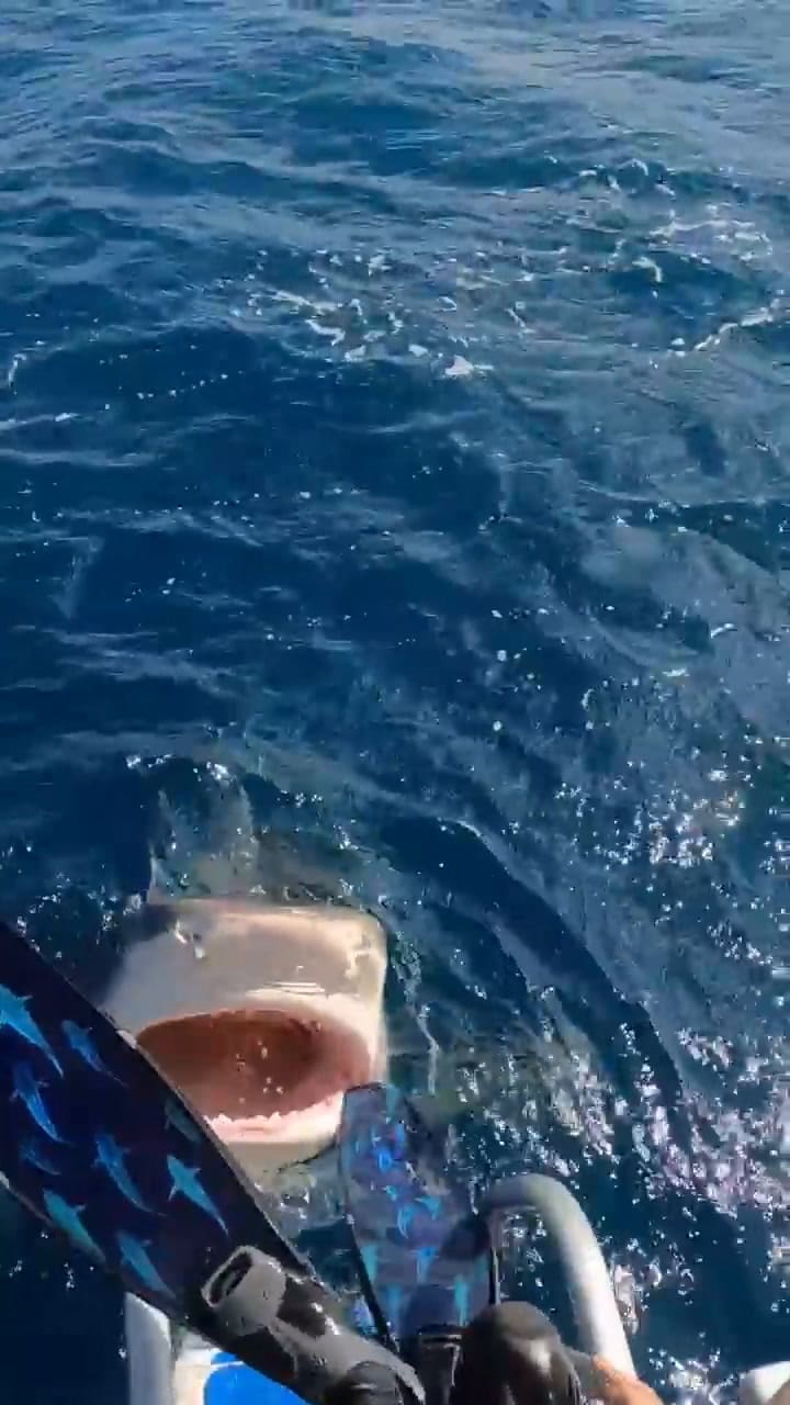 Tremendo susto en Hawái: una científica casi se arroja por error a la boca de un tiburón