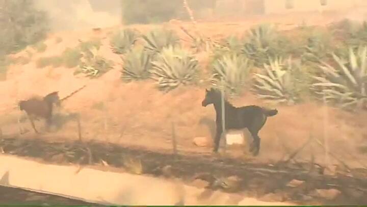 El caballo volvió a buscar a su familia en medio de un incendio. Fuente: Twitter