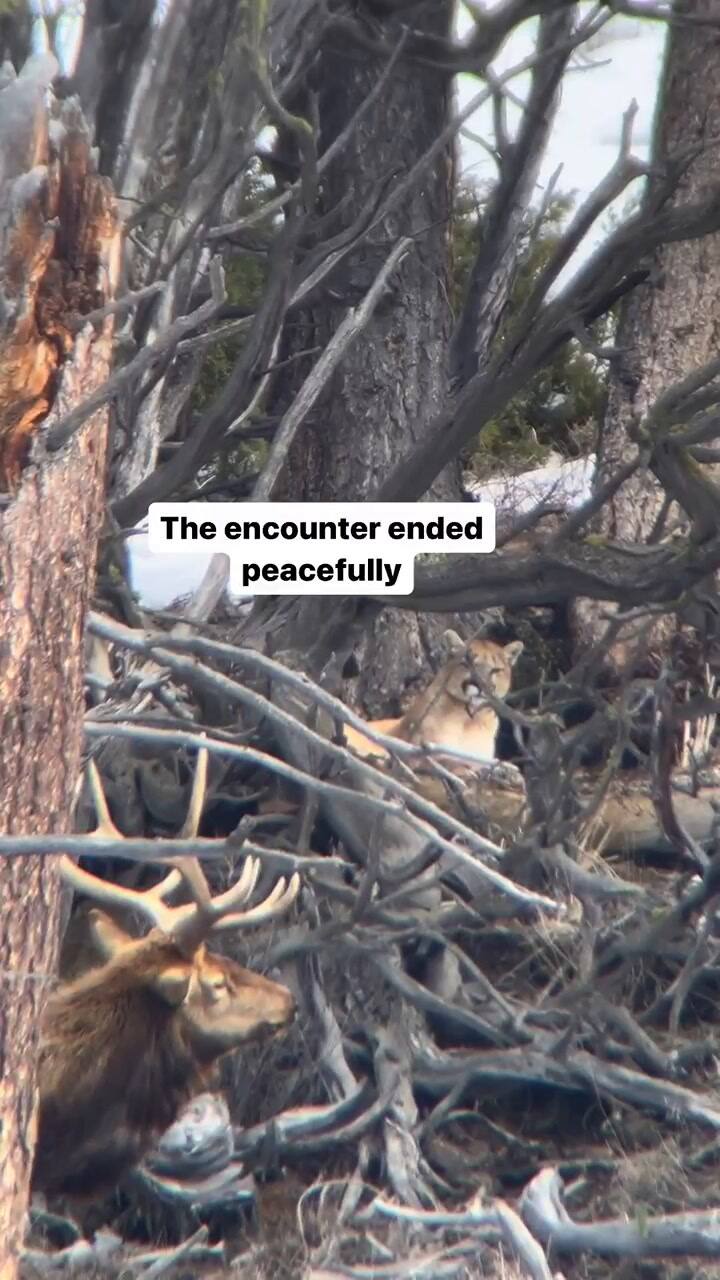 El increíble cruce de miradas entre una presa y su predador en Yellowstone