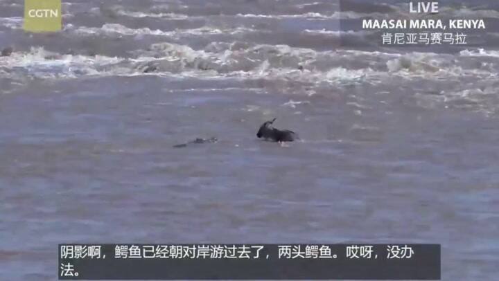 El feroz enfrentamiento entre un cocodrilo y un ñu que lucha por su vida