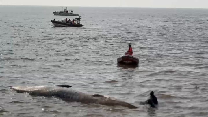 Comienza el operativo para remover el cuerpo de la ballena