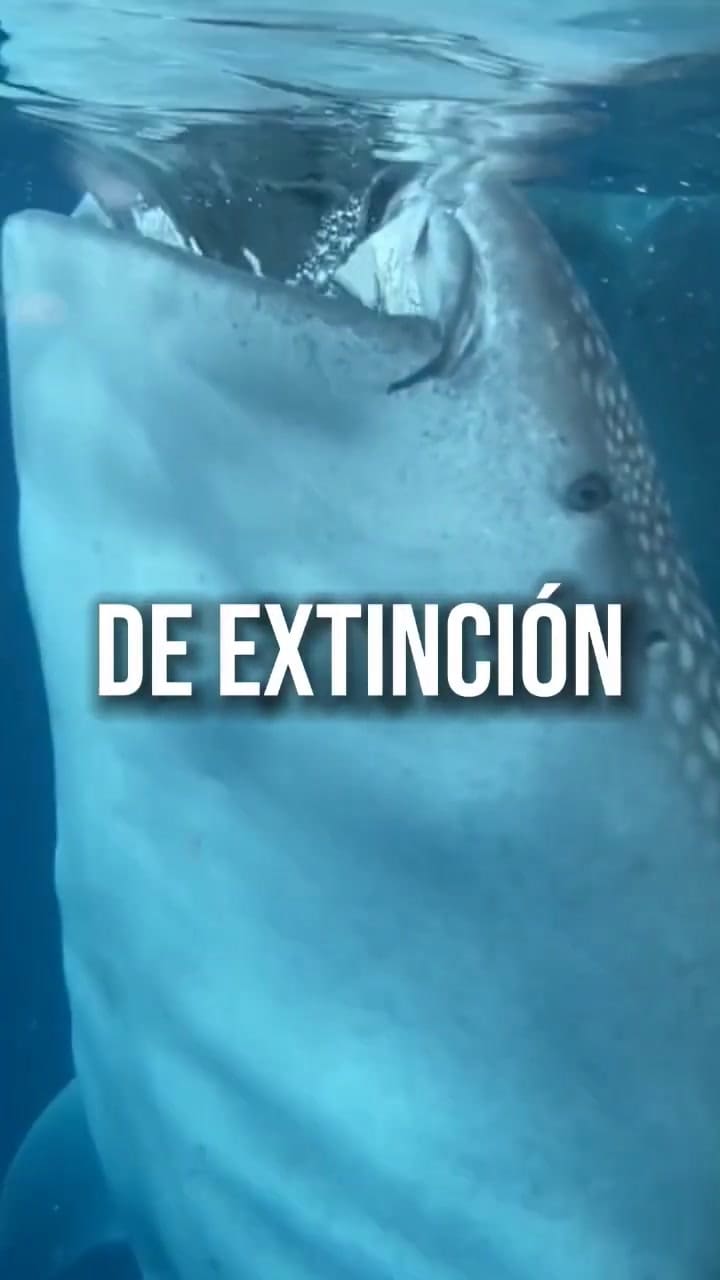 ¿Habías Visto Este Animal #Viral #Curiosidades #Animales #Ataque #Tiburón #Ballena #Peligro