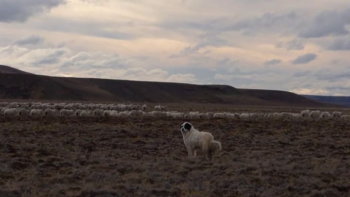 Los perros que custodian ovejas en Tierra del Fuego