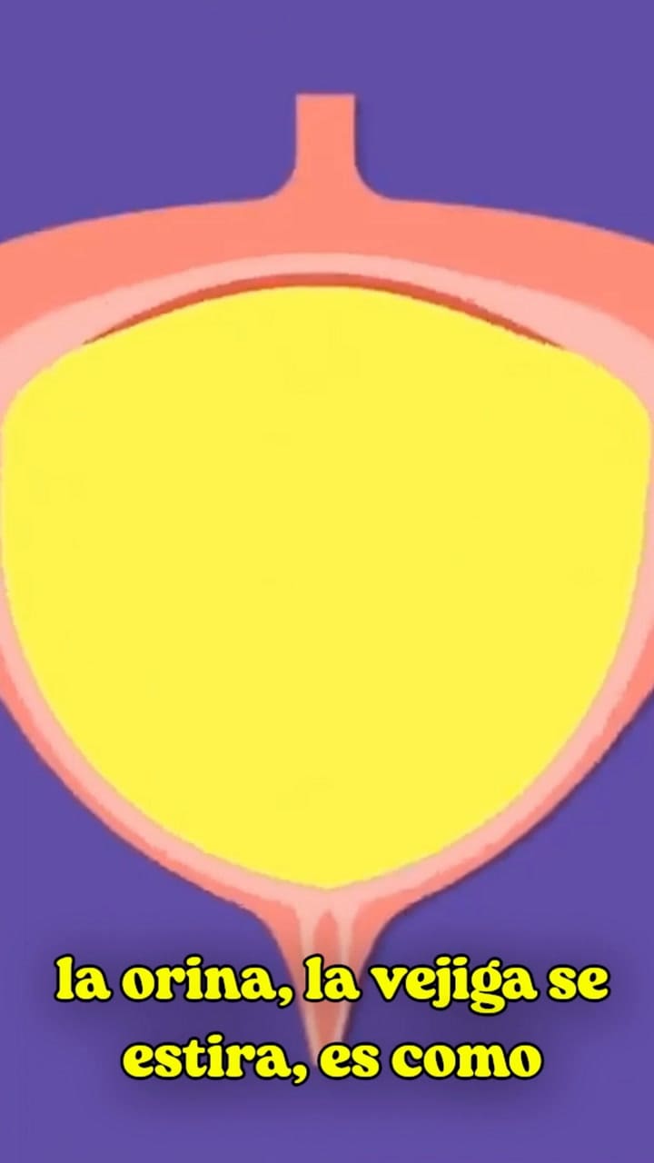 ¿Aguantar Las Ganas De Orinar Es Malo