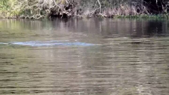 El avistaje de una nutria gigante en Río Bermejo