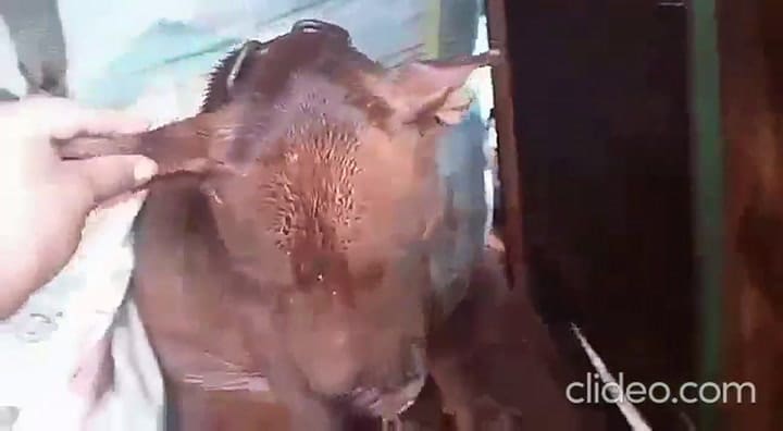 Un joven ‘roba’ el cachorro pitbull de su vecino para rescatarlo del maltrato que sufría