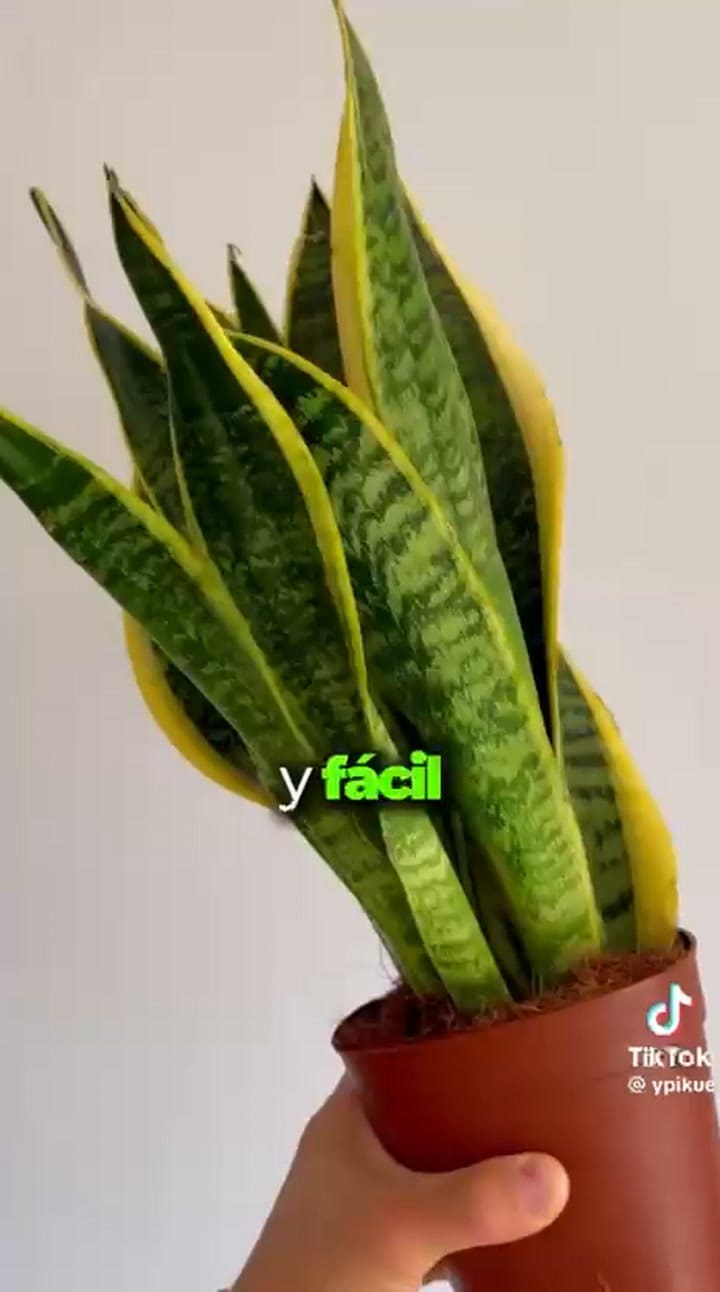 La planta conocida como lengua de suegra es famosa por purificar el aire eliminado toxinas como el benceno