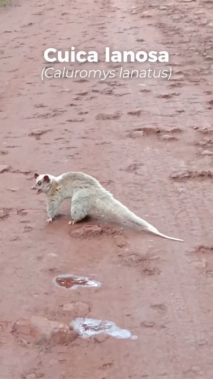 Registro de una cuica lanosa en el PN Iguazú