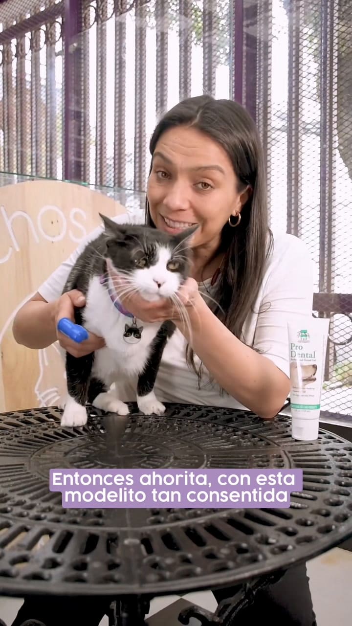 ¿Cómo Lavarle Los Dientes A Un Gato Acá Te Mostramos Cómo Hacerlo Y Qué Necesitas #Dientesgato #Lavardientes #Cat #Catteethbrushing #Gato #Funcat #Incrediblecat #Michostoys #Michos