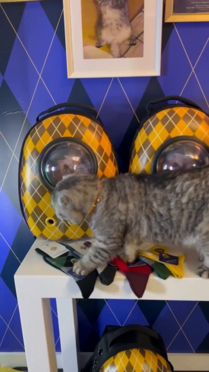 El detrás de escena de Chip, el gato de Claudia Schiffer