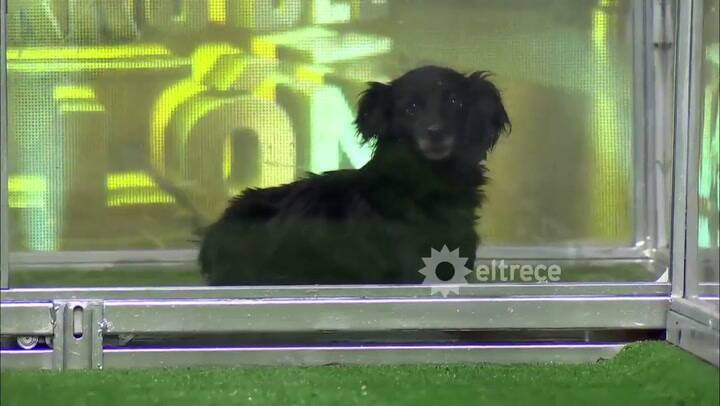 Milagros, la perra de una pata, que se arriesgó a jugar a 'El perro del millón' - Fuente: elTrece