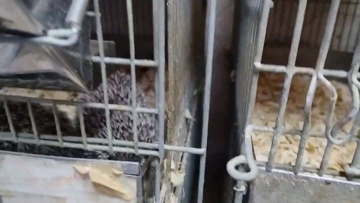 Balvanera: hallan 87 erizos africanos en condiciones extremas dentro de un criadero clandestino