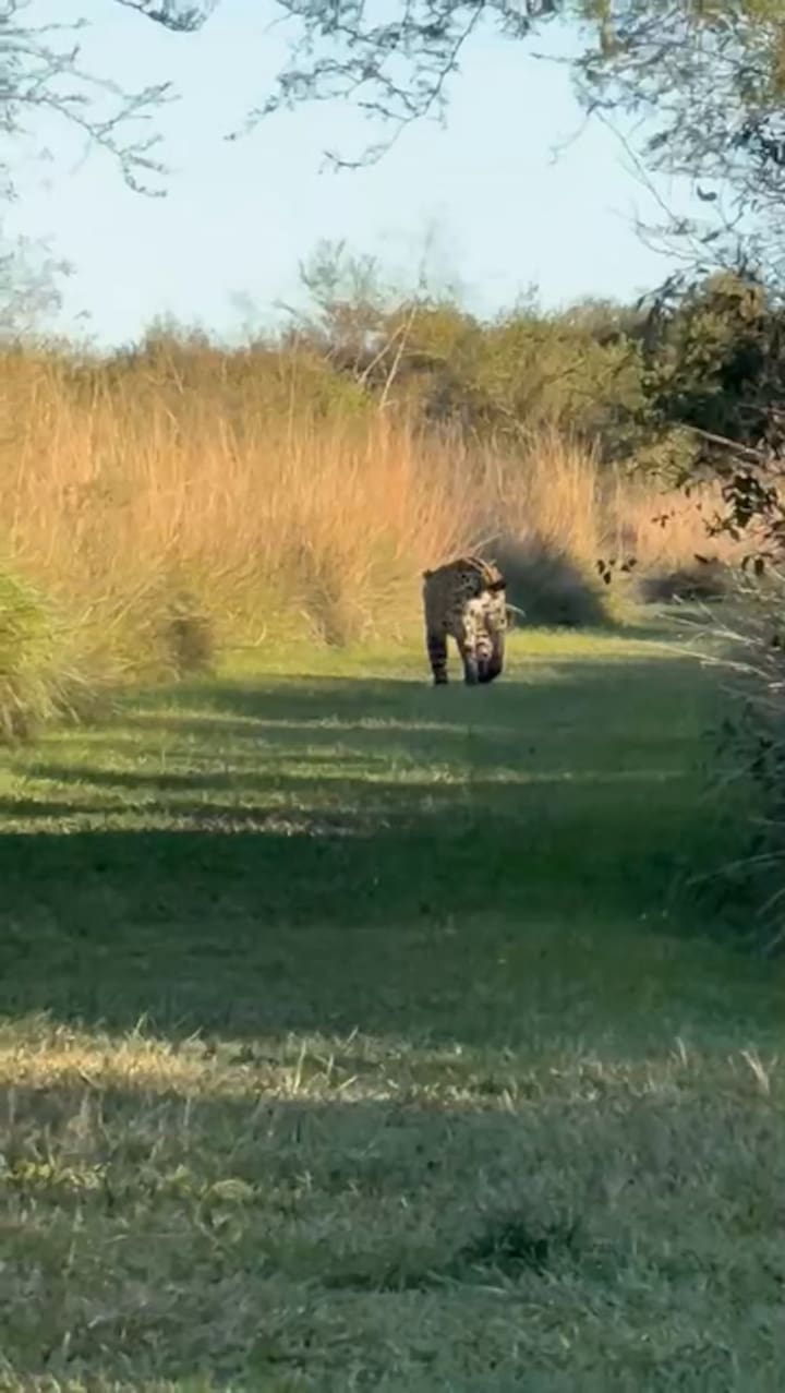 Yaguareté en el parque provincial Iberá