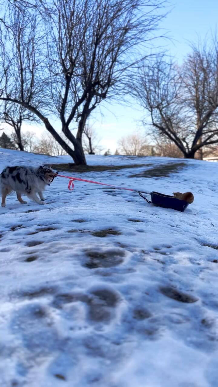 Whisper y Promise jugando en la nieva con el nuevo trineo inventado