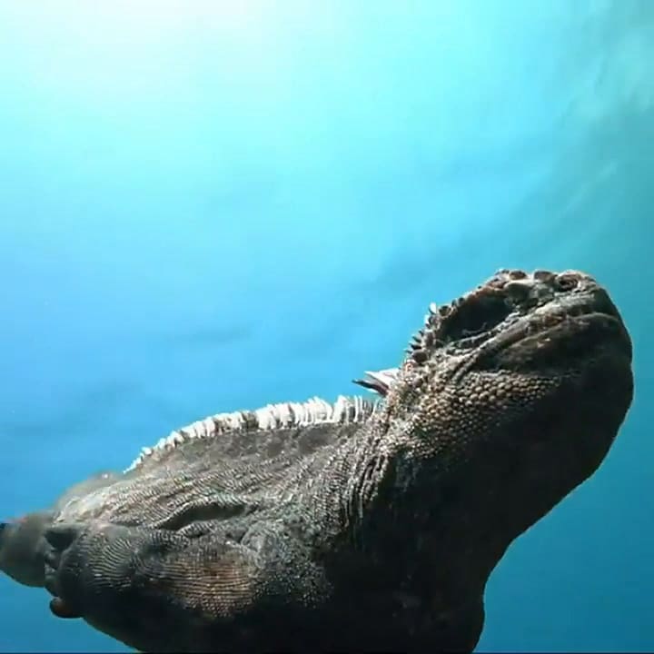 Revelan nuevas imágenes del “mini Godzilla”