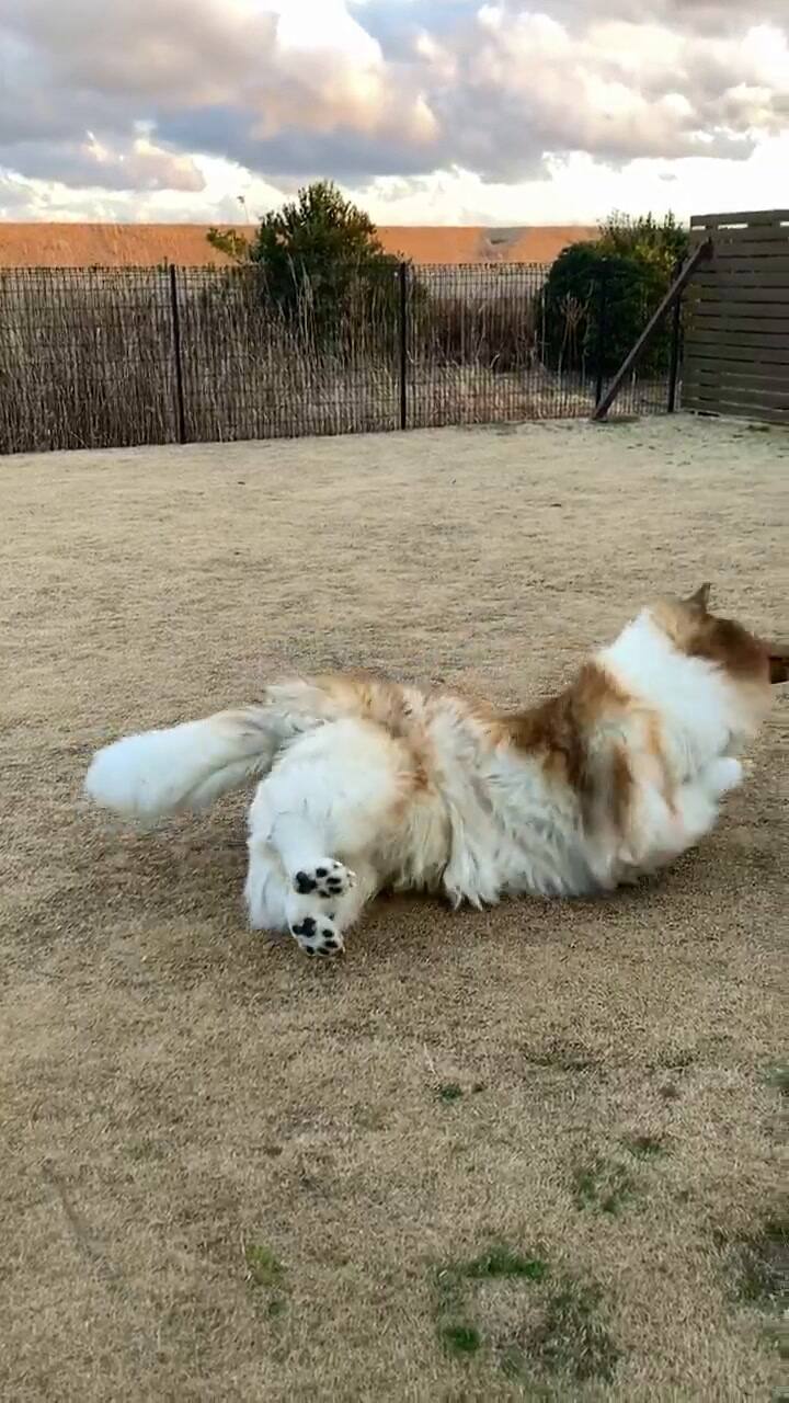 El hombre-perro que se volvió viral