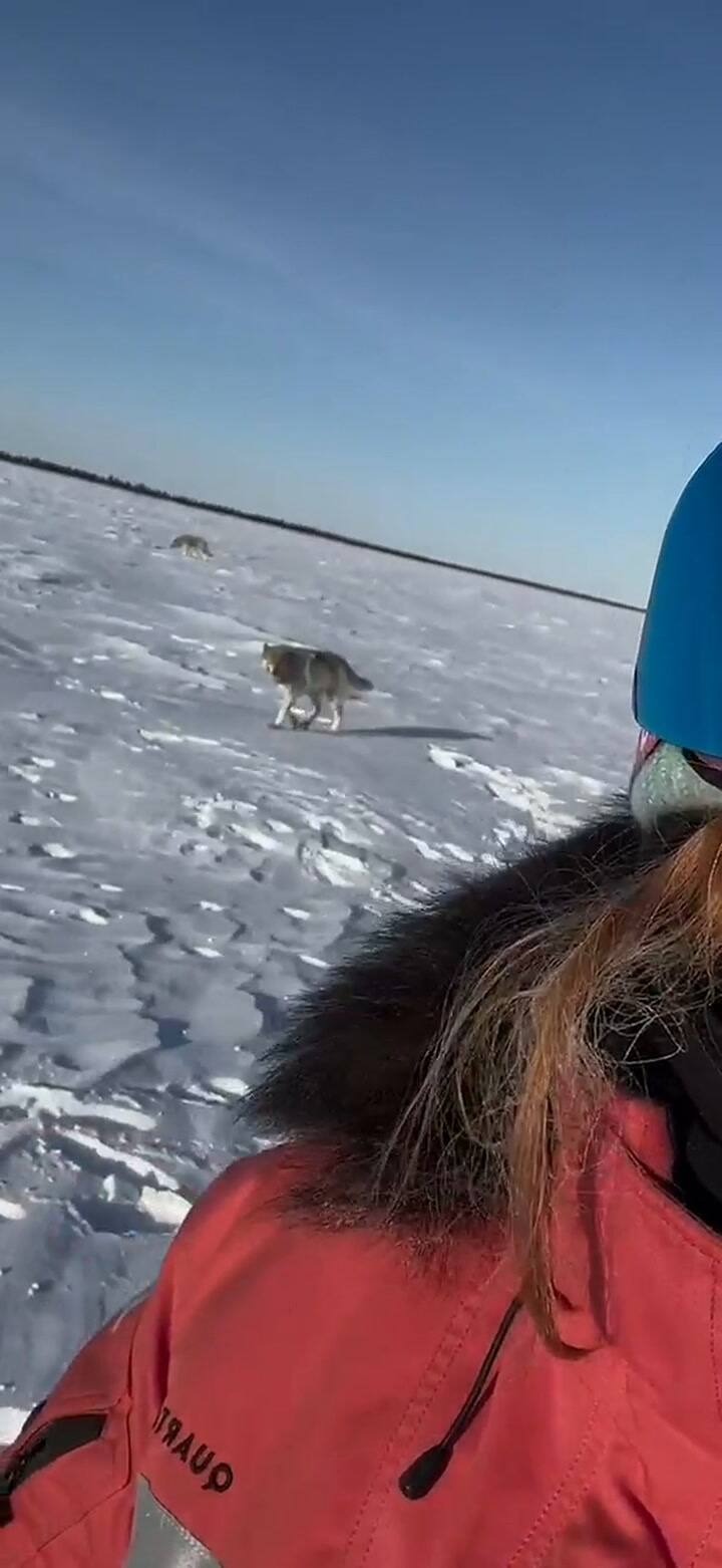 Mujer narra su experiencia con una manada de 13 lobos