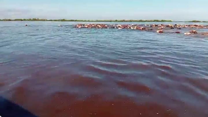 Traslado de hacienda en la zona bajo el agua