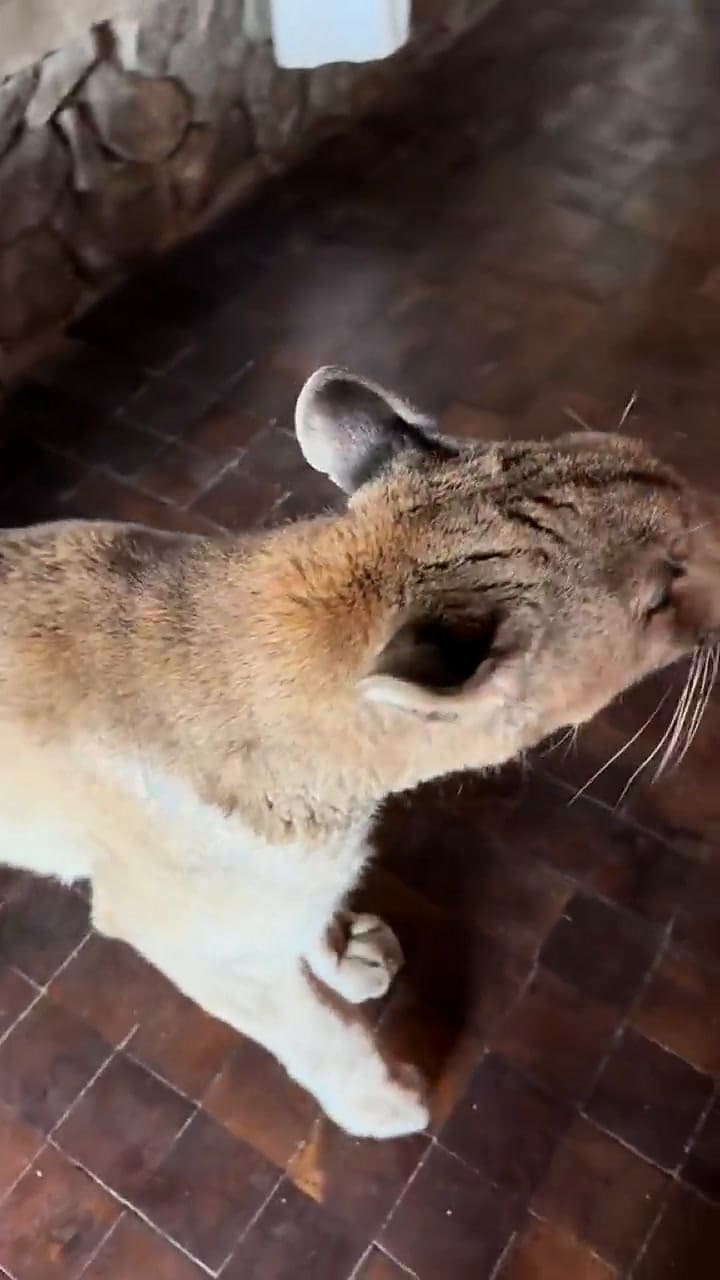 El puma que se volvió viral en TikTok