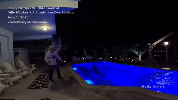 Así fue el momento en el que un cazador lucha contra un caimán en Florida