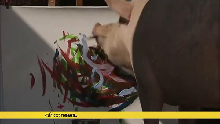 Pigcasso, el chancho que pinta y cuyas obras valen miles de dólares