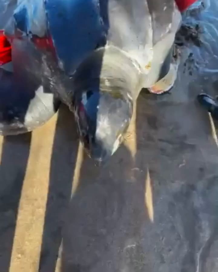 La laúd es una tortuga que puede superar los dos metros de largo