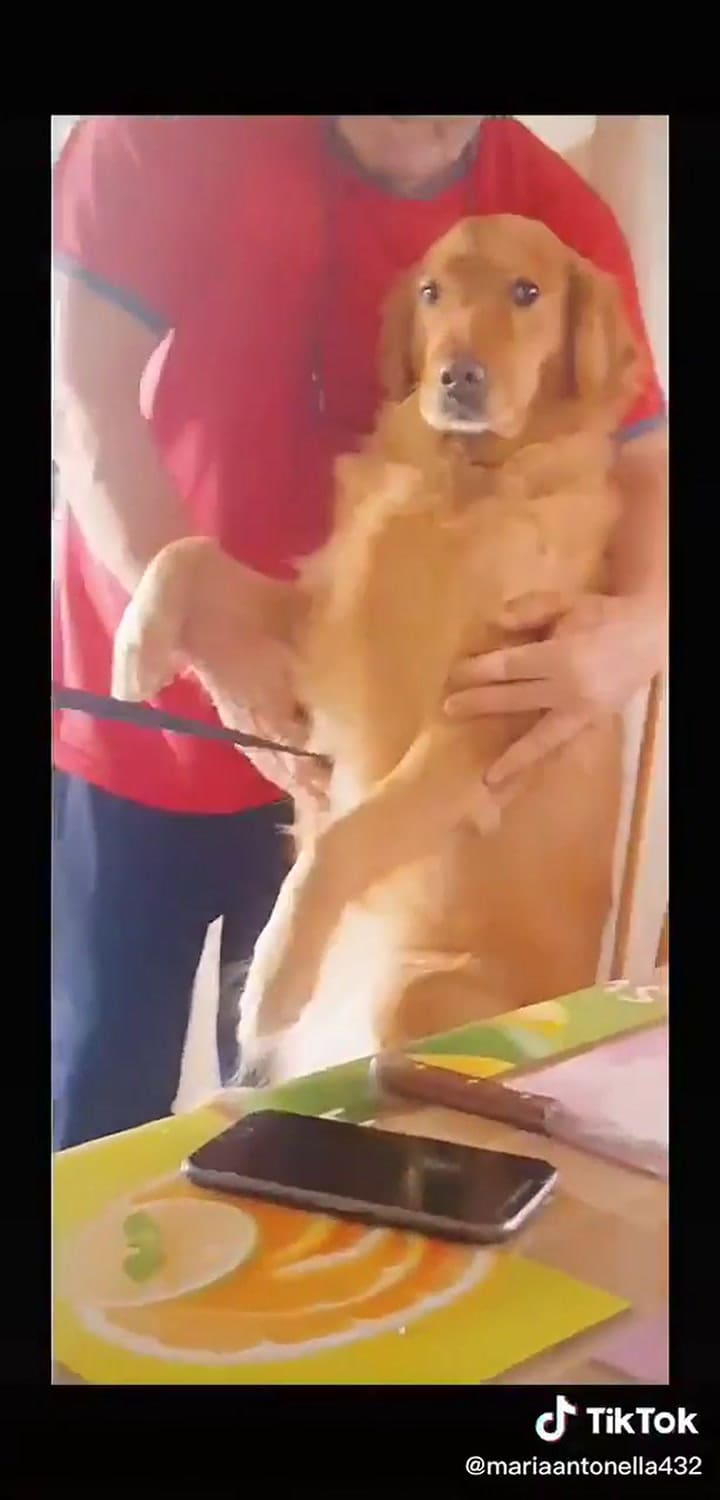 Mujer le cura el empacho a su perro