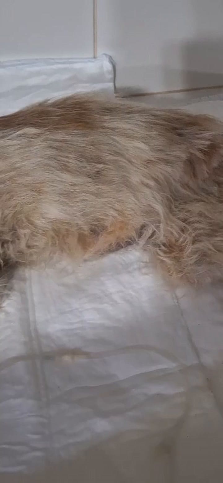 Ella es Navidad, una perrita que fue encontrada agonizando en una zanja en Tortuguitas