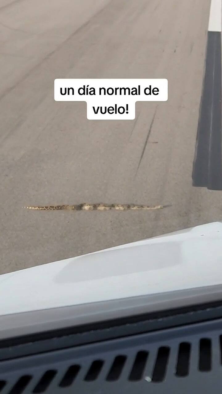 Un piloto contó que no pudo despegar un avión por culpa de una serpiente