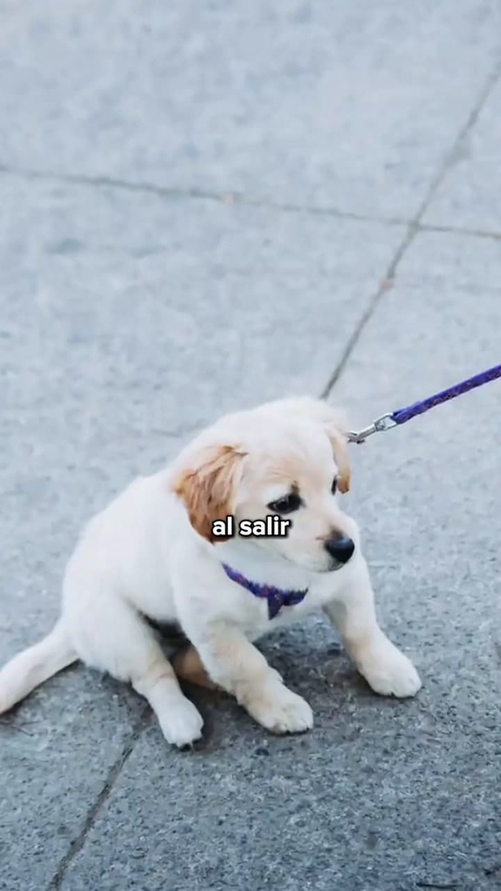 Un adiestrador canino explicó por qué los perros se detienen en los paseos