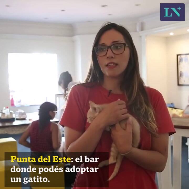 Punta del Este: el bar donde podés adoptar un gatito
