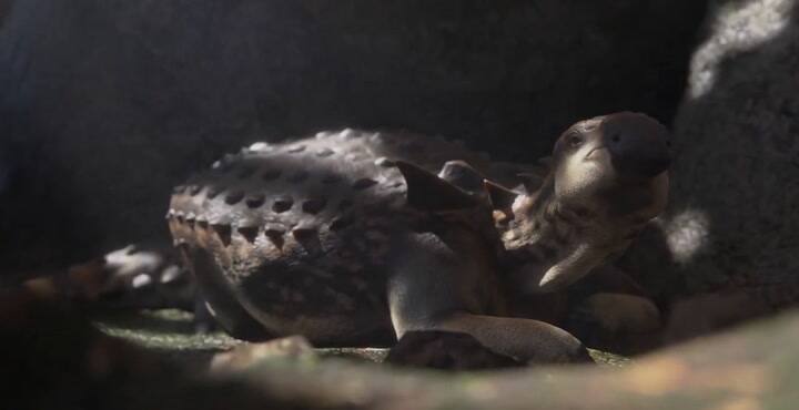 Reproducción animada del Patagopelta cristata, nuevo ejemplar de dinosaurio hallado en Río Negro