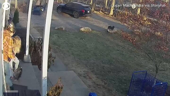 Una pequeña de 5 años fue atacada por un mapache en la puerta de su casa