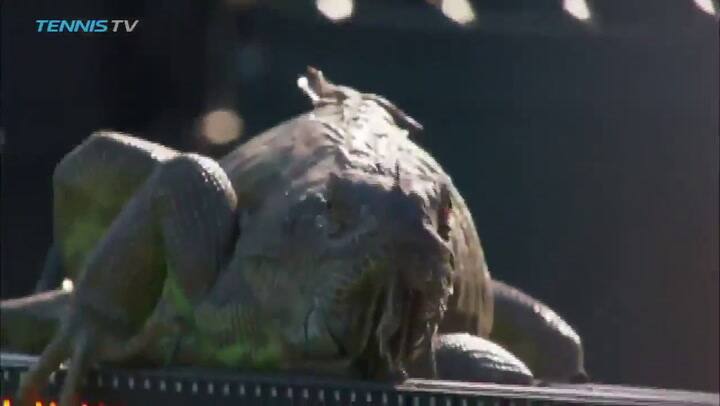 Una iguana entró en la cancha e hizo suspender un partido en el Masters 1000 de Miami