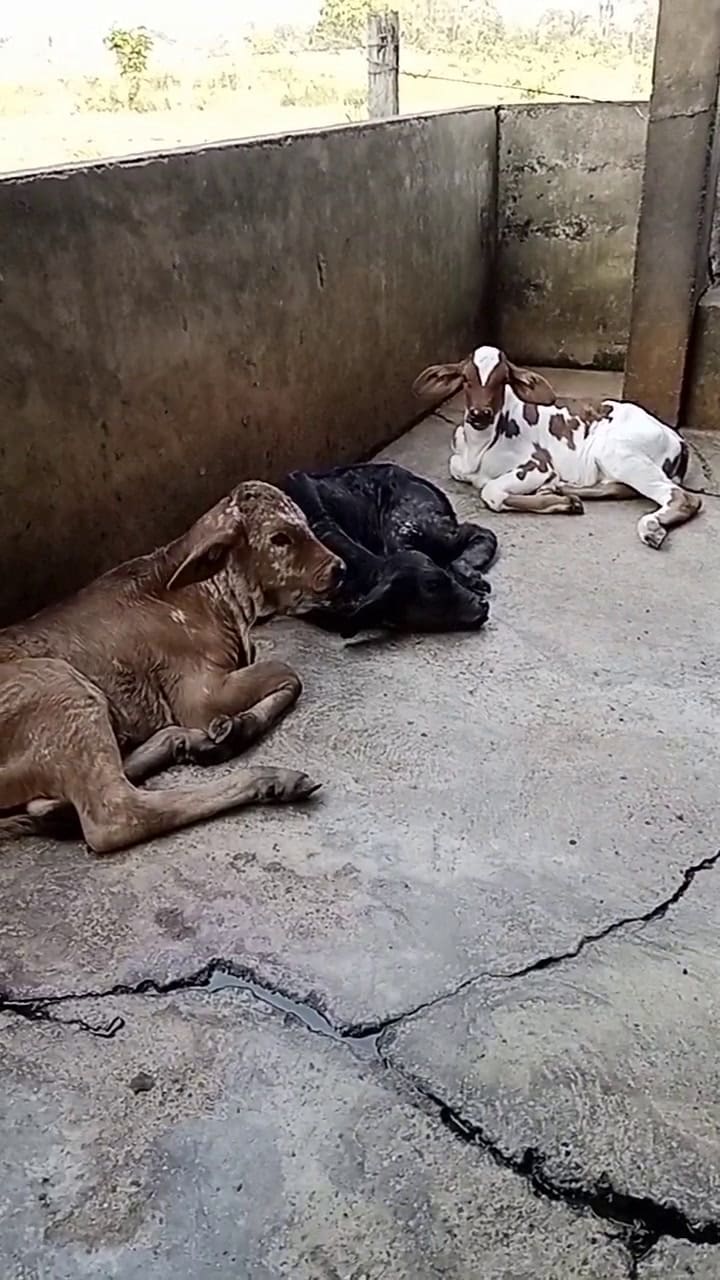Terneros Recién Nacidos