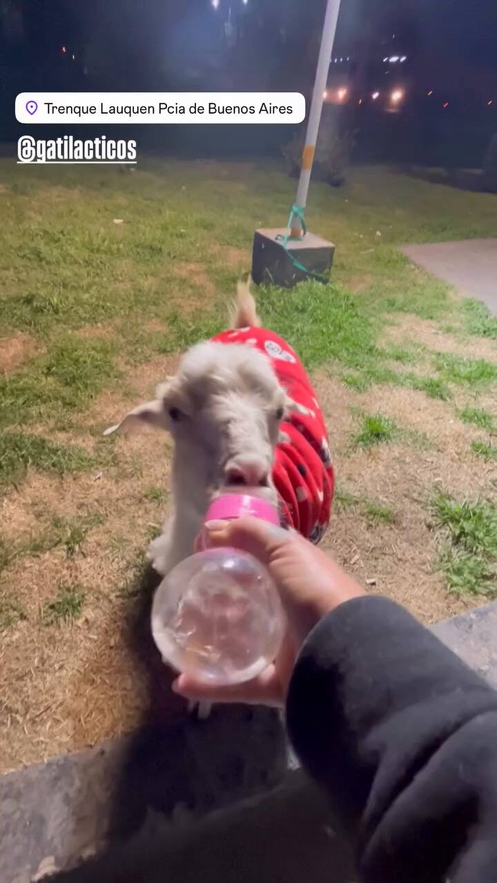 La última cabrita que rescató Julieta