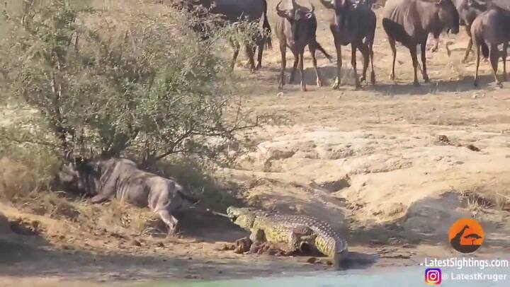 Dos hipopótamos salvaron la vida de un ñu