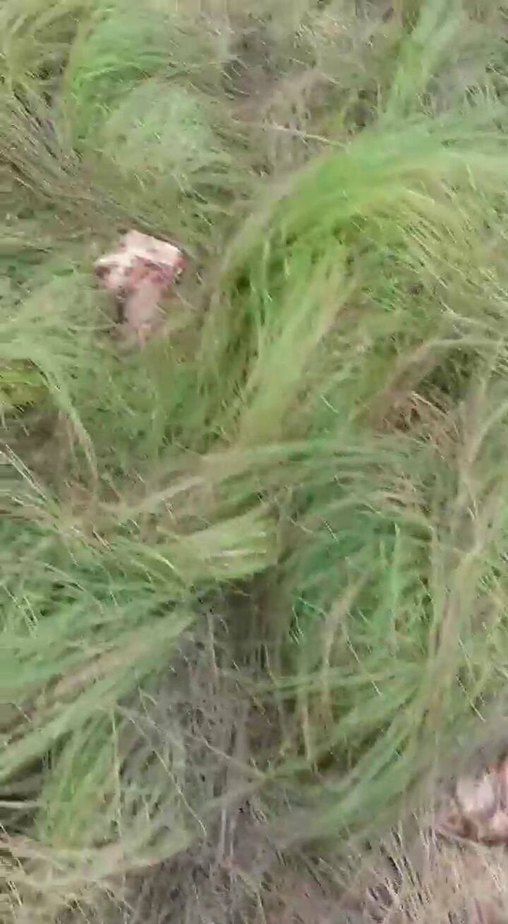 Los Albiach sufrieron la carneada de seis terneros