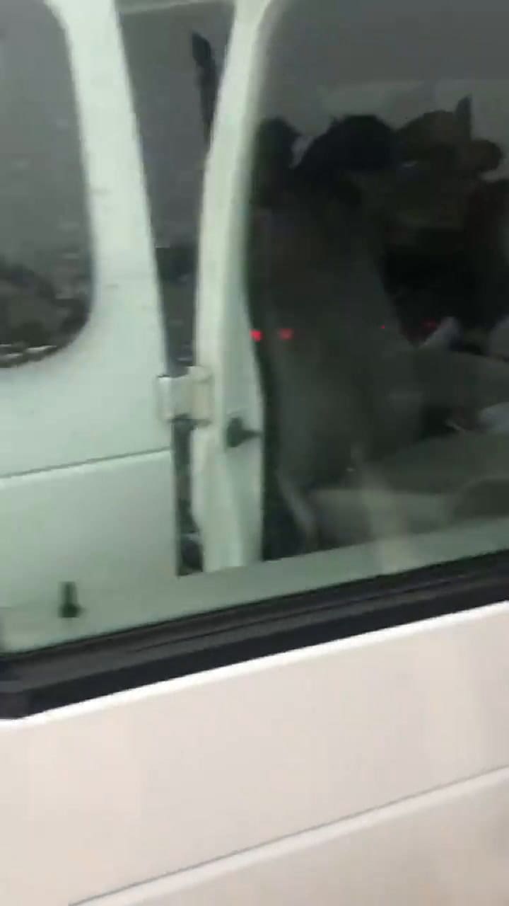 Muestra cómo quedó el parabrisas de un auto luego de que un tronco lo atravesara