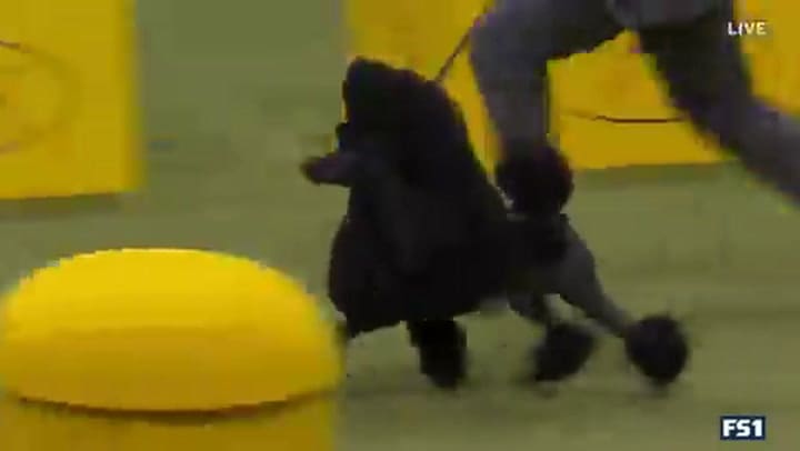 El poodle durante la competencia