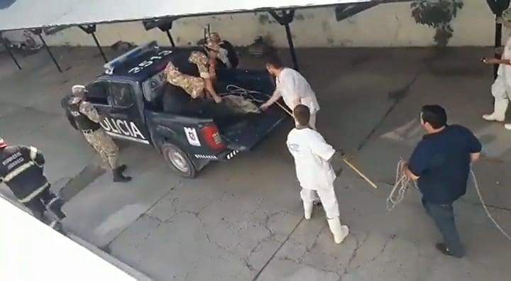 Sedaron al puma y murió en la veterinaria